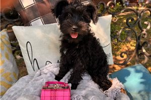 Amber - puppy for sale