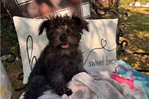 Allyson - Schnauzer, Miniature for sale