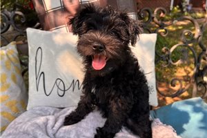 Archie - Schnauzer, Miniature for sale