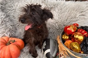 Archie - Miniature Schnauzer for sale