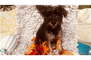 August - Miniature Schnauzer for sale
