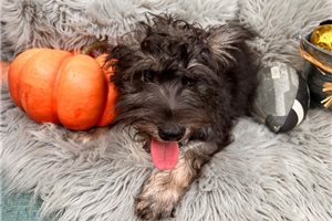 August - Miniature Schnauzer for sale