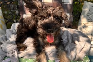 August - Schnauzer, Miniature for sale