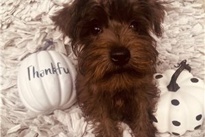 Allyson - Miniature Schnauzer for sale