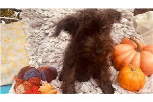 Archie - Miniature Schnauzer for sale