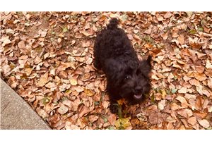 Amber, a Miniature Schnauzer puppy