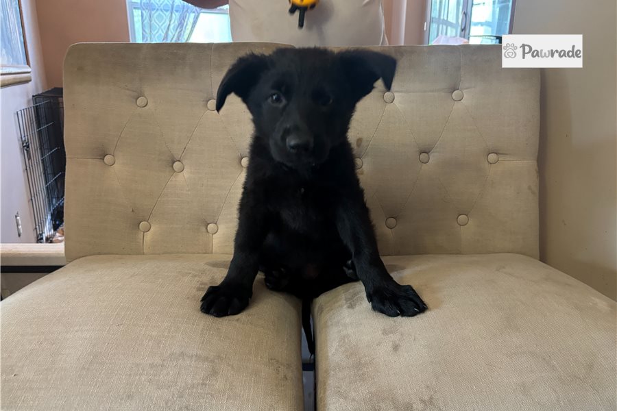 Autumn - German Shepherd for sale