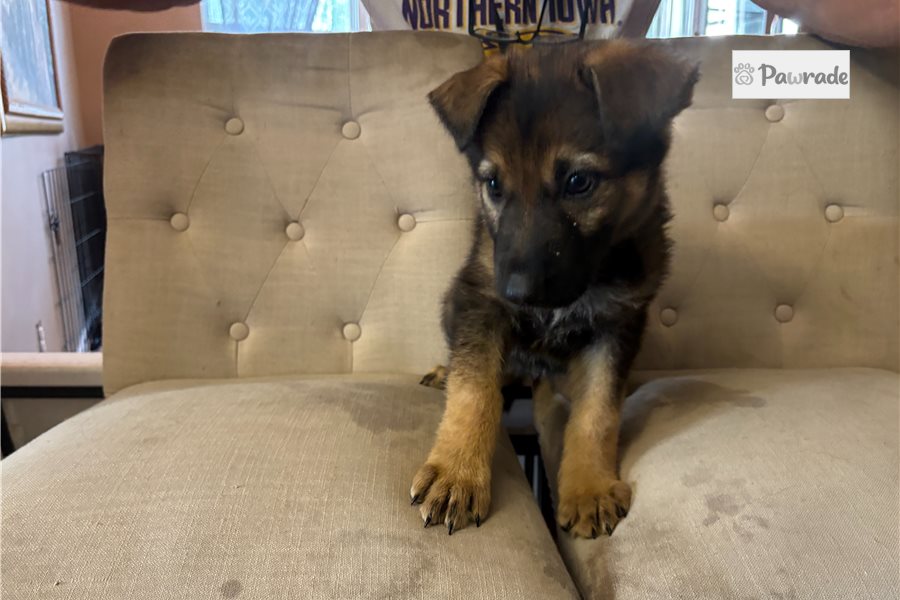 Amelia - German Shepherd for sale