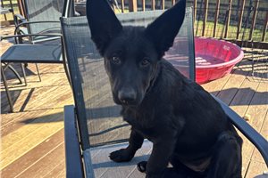 Autumn - German Shepherd for sale