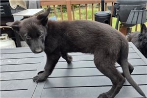 Abby - German Shepherd for sale