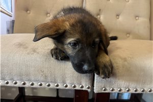 Alea - German Shepherd for sale