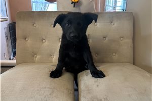 Autumn - puppy for sale