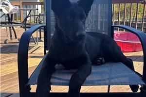 Autumn - German Shepherd for sale