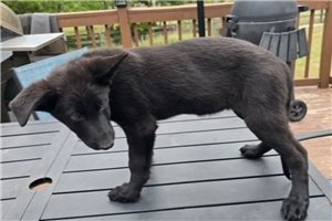Autumn - German Shepherd for sale