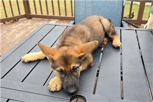 Amelia - German Shepherd for sale