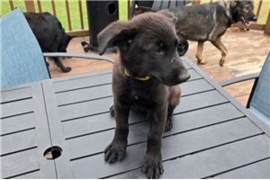 Arman - German Shepherd for sale