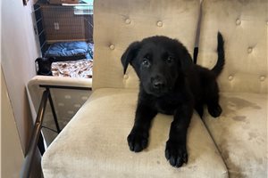 Alexander - German Shepherd for sale