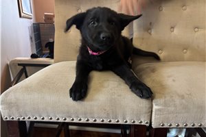 Abby - German Shepherd for sale