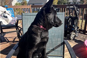 Abby, a German Shepherd puppy