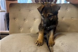 Amelia - German Shepherd for sale
