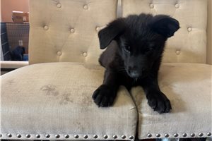 Amanda - German Shepherd for sale