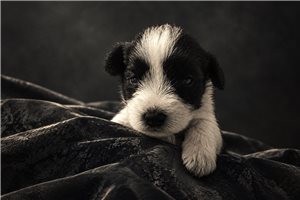 Ari - Schnauzer, Miniature, placed in South Florida