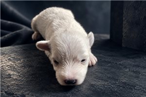 Zurich - puppy for sale