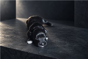 Quest - puppy for sale
