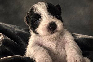 Zephyr - Schnauzer, Miniature, placed in South Florida