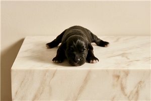 Johnnie - puppy for sale