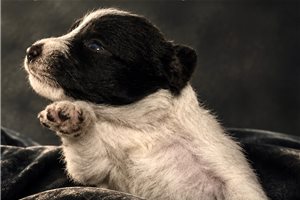Zoey - Schnauzer, Miniature, placed in South Florida