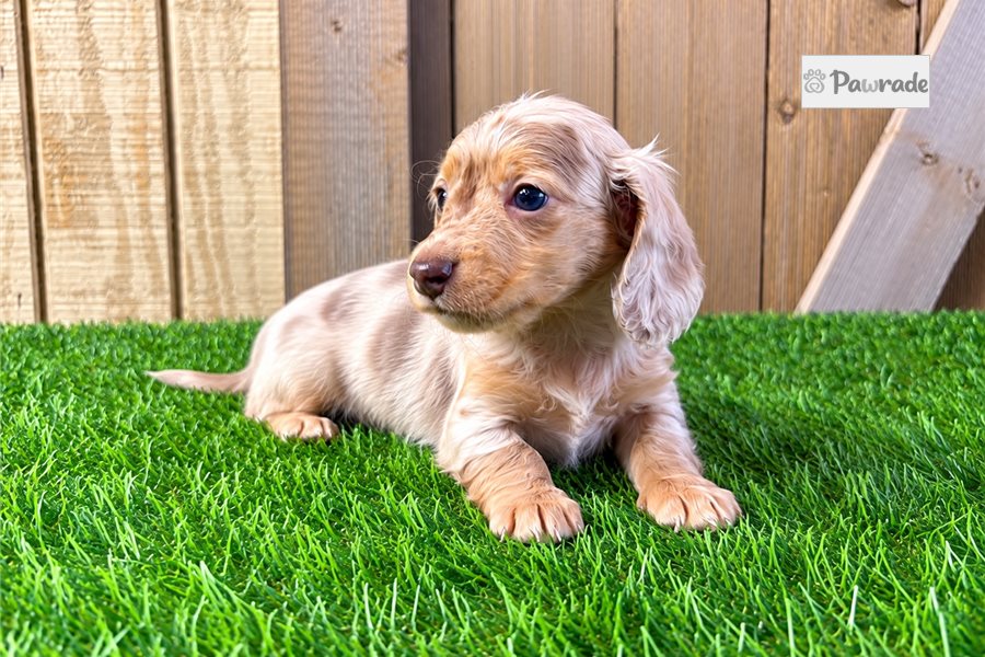 Rector - Tweenie Dachshund for sale