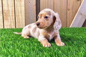 Rector - Tweenie Dachshund for sale