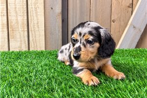 Reggie - Dachshund, placed in Fort Wayne