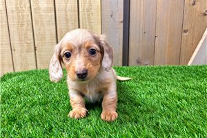 Makayla - Tweenie Dachshund for sale