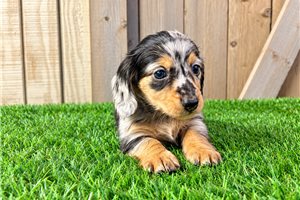 Reggie - Tweenie Dachshund for sale