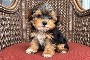 Amelia - Yorkie for sale