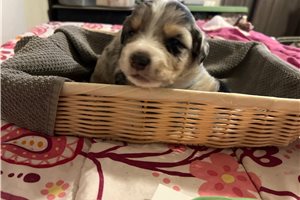 Light Blue - Border Aussie, placed in Phoenix
