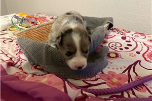 Dark Blue - Border Aussie, placed in Phoenix