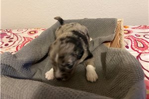 Green - Border Aussie, placed in Phoenix