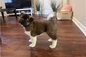 Kona - Akita for sale