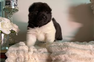Kohen - puppy for sale