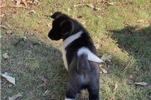Kohen - Akita for sale