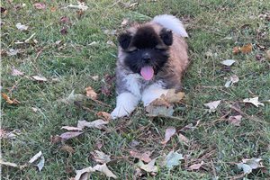 Kole - Akita for sale