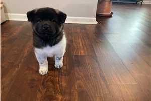 Kohen - Akita for sale