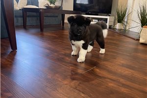 Konya - Akita for sale