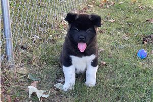 Konya - Akita for sale