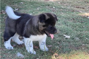 Korel - Akita for sale