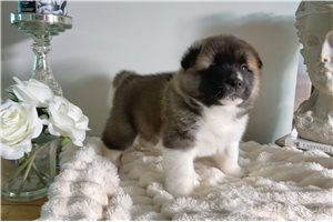 Koda - puppy for sale