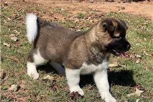 Kona - Akita for sale